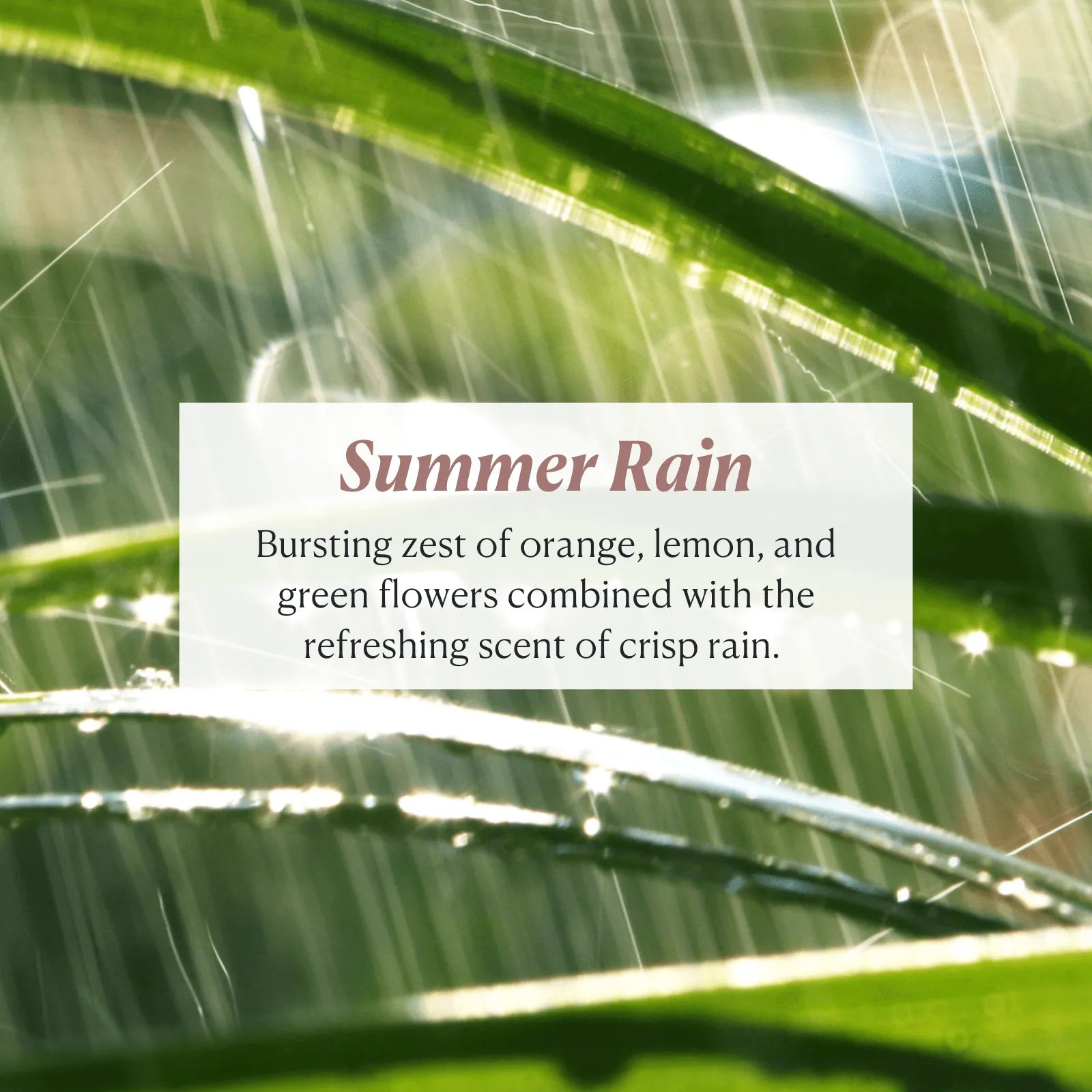 Peptide-Infused 3-piece Holiday Soap Collection - Nakery Beauty